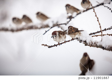 sparrows sitting on branch at snowy day sparrows sitting on branch at snowy day 11901887