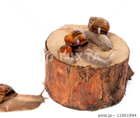 Snails on pine-tree stump Snails on pine-tree stump 11901994
