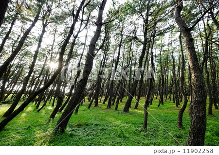 千本松原 11902258