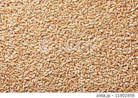国産有機小麦の玄麦 11902956