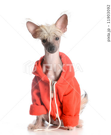 dog wearing sweater 11903092