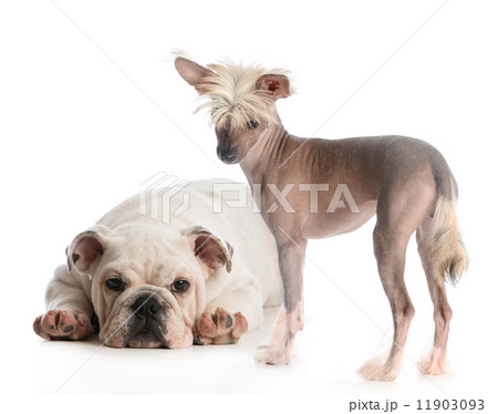 two dogs 11903093