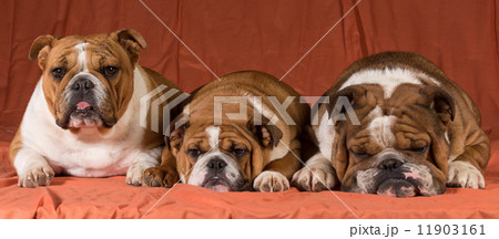 three dogs 11903161