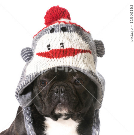 dog wearing hat 11903163