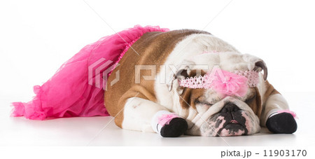dog ballerina 11903170