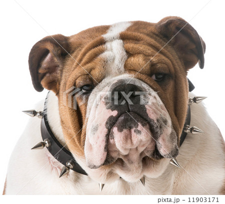 cute puppy 11903171