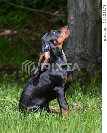 coonhound puppy 11903173