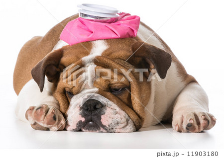sick puppy 11903180