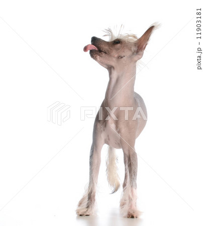 dog sticking out tongue 11903181