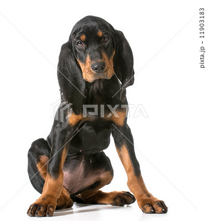 cute puppy 11903183