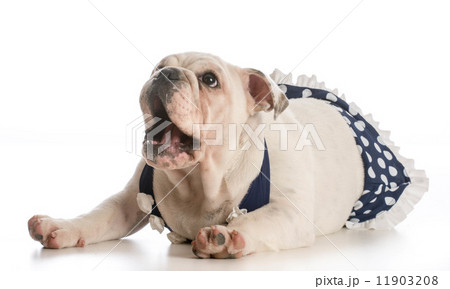 dog wearing bathing suit 11903208