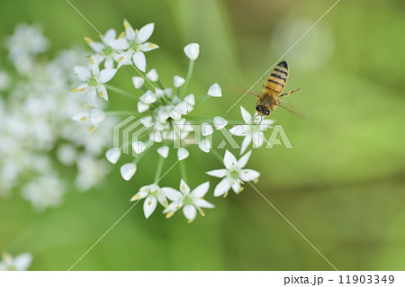 ニラの花とハチ ニラの花とハチ 11903349