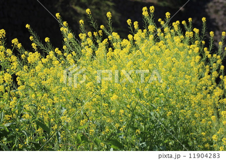 春の訪れを実感させてくれる菜の花。 春の訪れを実感させてくれる菜の花。 11904283