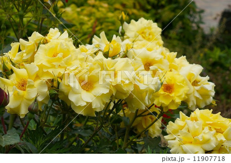 黄色の薔薇 黄色の薔薇 11907718