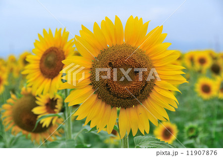 向日葵 11907876