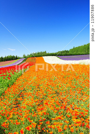 北海道 中富良野町 ファーム冨田彩りの畑 北海道 中富良野町 ファーム冨田彩りの畑 11907886