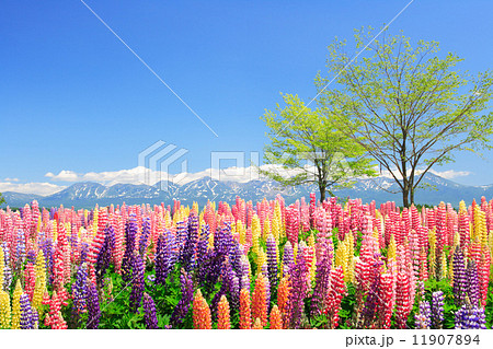 北海道 四季彩の丘 美瑛町 北海道 四季彩の丘 美瑛町 11907894