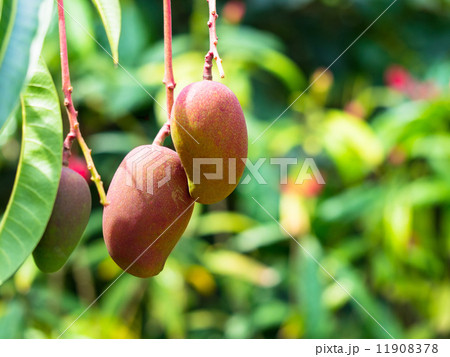 マンゴー 11908378