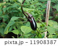 茄子 11908387