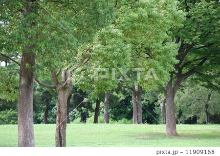芝生と樹木 芝生と樹木 11909168