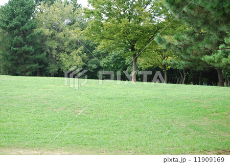 芝生と樹木 11909169