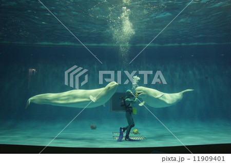 水族館 水族館 11909401