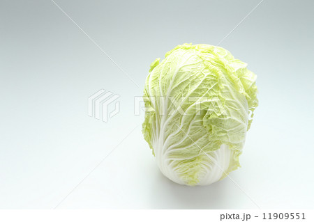 はくさい 11909551