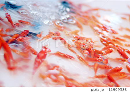 金魚 11909588