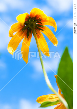 Blooming Rudbeckia Black-eyed Susan flower 11909753