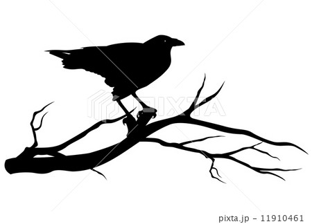 raven bird on tree branch - black vector silhouette on white raven bird on tree branch - black vector silhouette on white 11910461