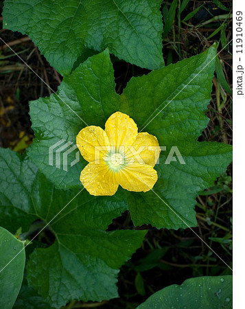 冬瓜（トウガン）の花と葉（学名：Benincasa hispida) 11910469