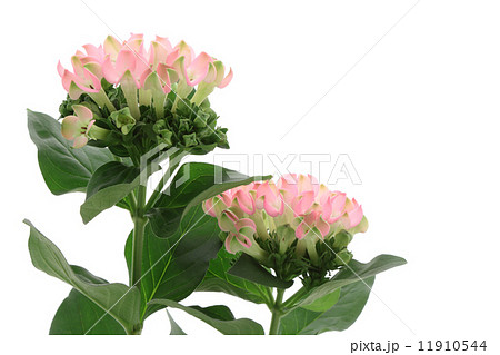 ブバルディア 11910544