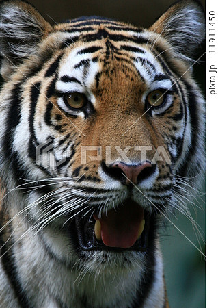 精悍なトラの表情 11911450