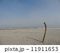 表浜海岸（流木） 11911653