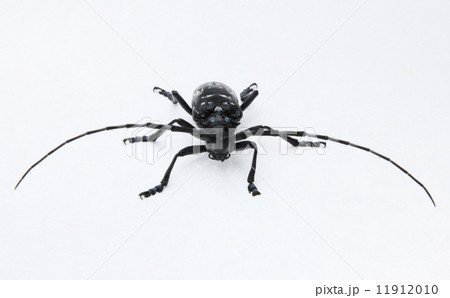 カミキリムシ　天牛 11912010