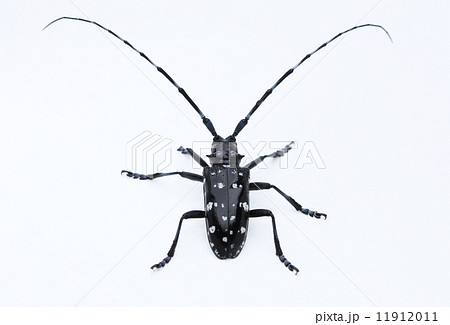 カミキリムシ 天牛 カミキリムシ 天牛 11912011