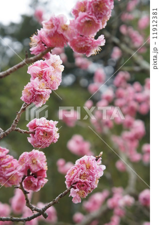 八重寒紅梅 11912381