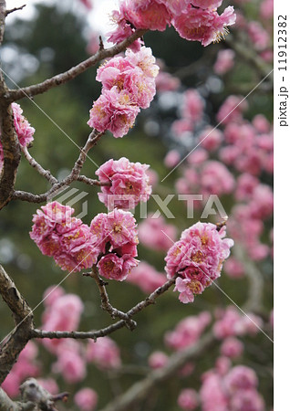 八重寒紅梅 11912382