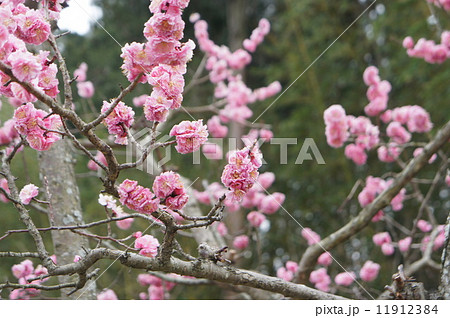 八重寒紅梅 11912384