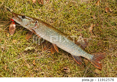 Pike Pike 11912576