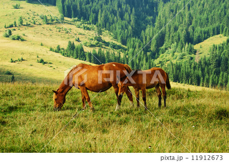 Bay horses grazes in the mountains 11912673