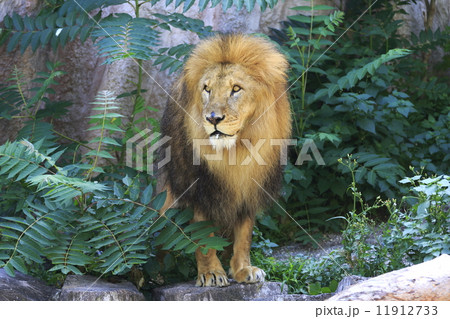 ライオン ライオン 11912733