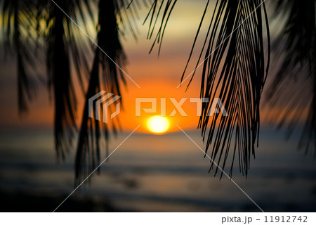 qp　Wakafuji 11912742