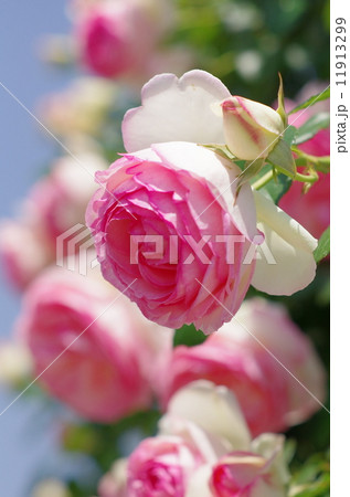 薔薇 薔薇 11913299