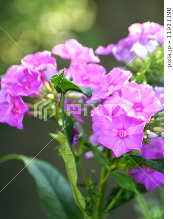 宿根フロックス(オイランソウ) 宿根フロックス(オイランソウ) 11913390