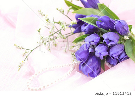 リンドウ 11913412