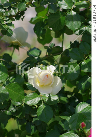 薔薇 11913734