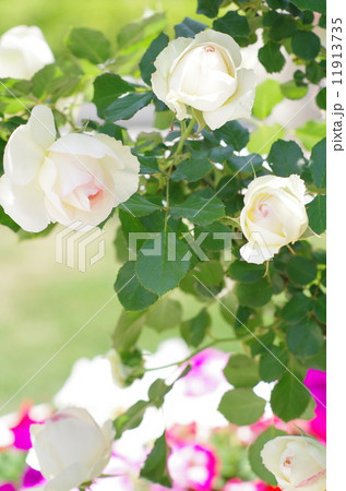 薔薇 薔薇 11913735