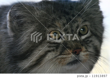 マヌルネコ マヌルネコ 11913897