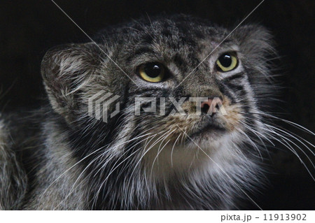 見上げるマヌルネコ 見上げるマヌルネコ 11913902